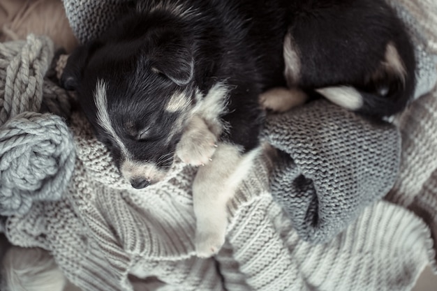 Piccolo cucciolo carino sdraiato con un maglione