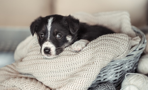 Piccolo cucciolo carino sdraiato con un maglione.