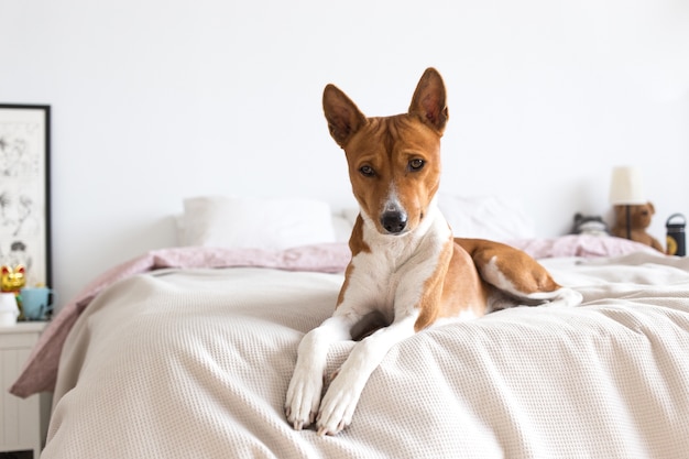 Piccolo cucciolo triste e premuroso di razza Basenji giace sul letto, una pigra domenica mattina, guarda in basso e aggrotta le sopracciglia. Il cane solitario aspetta il proprietario a casa