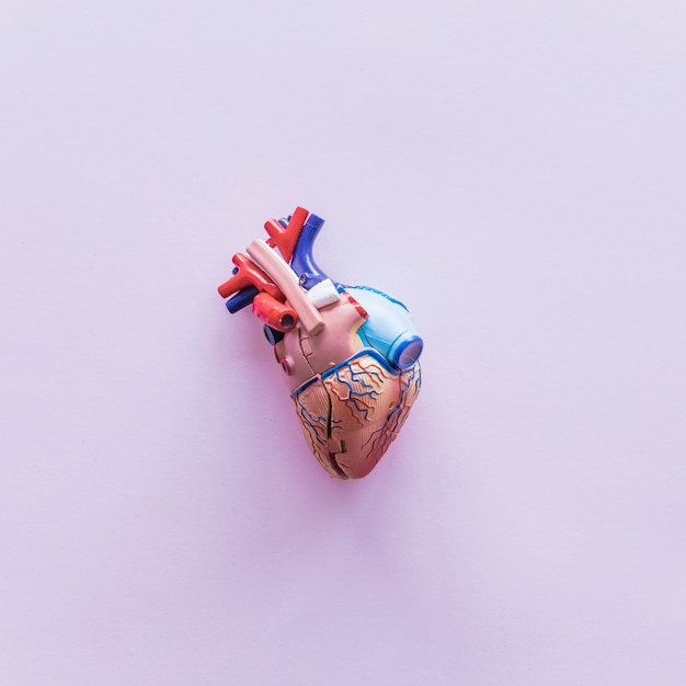 Piccolo cuore umano in plastica sul tavolo
