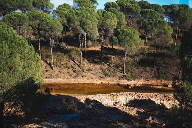 Piccolo fiume nella foresta