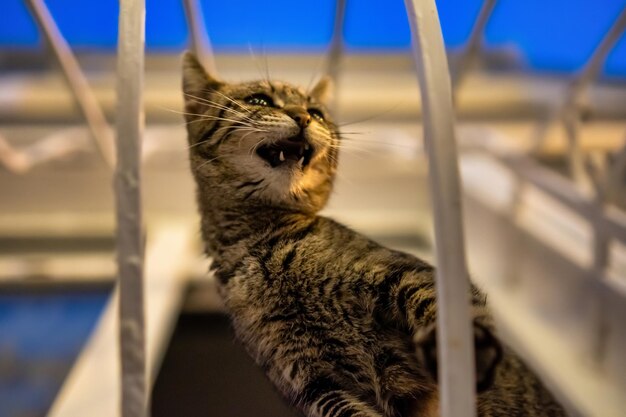 Piccolo gattino con strisce che piange vicino a una finestra all'ora blu