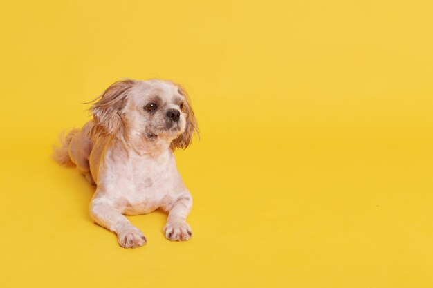 Piccolo grazioso cane pechinese sdraiato sul pavimento isolato su giallo