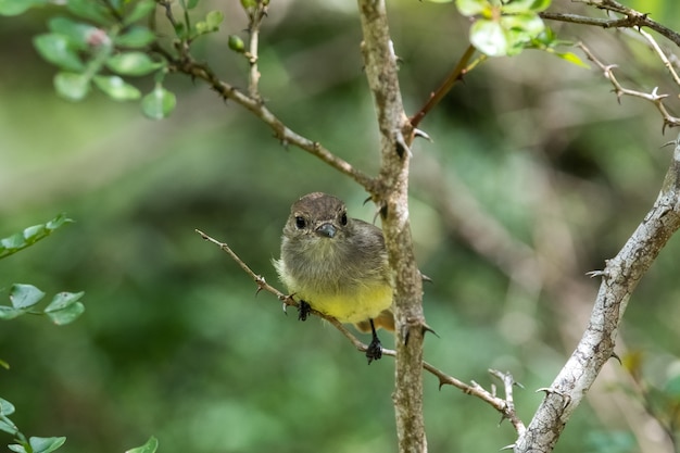 Piccolo grazioso uccello appollaiato su un ramo di albero nelle Isole Galapagos, Ecuador