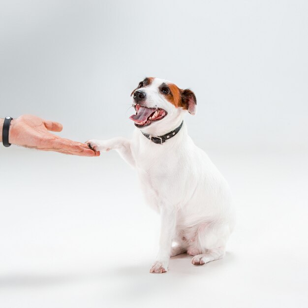 Piccolo Jack Russell Terrier che si siede sul bianco