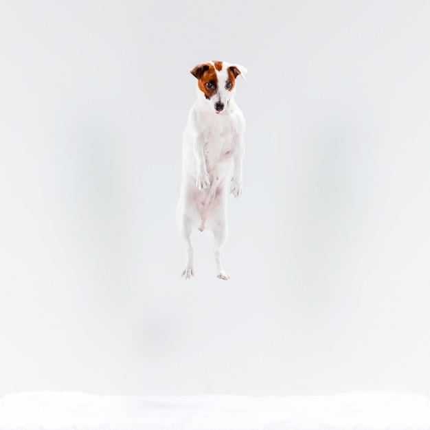 Piccolo Jack Russell Terrier