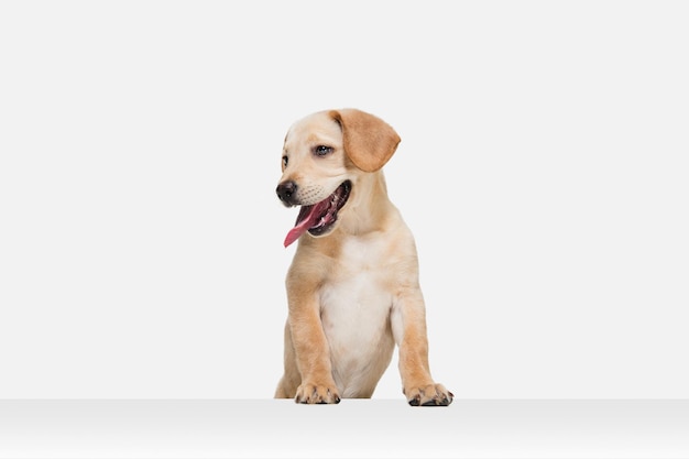 Piccolo Labrador Retriever che gioca su sfondo bianco per studio