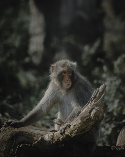 Piccolo macaco carino seduto su un ramo di un albero nel suo habitat naturale su una superficie sfocata
