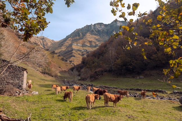 Piccolo prato con mandria di mucche nella zona di Vega de Pas, Castro Valnera