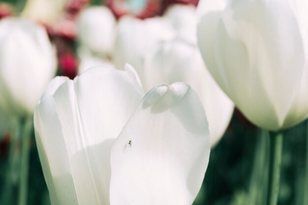 Piccolo ragno sul fiore bianco in fiore