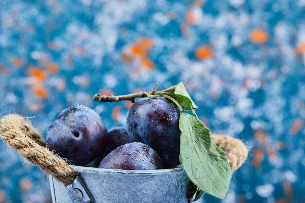 Piccolo secchio di prugne mature su sfondo blu