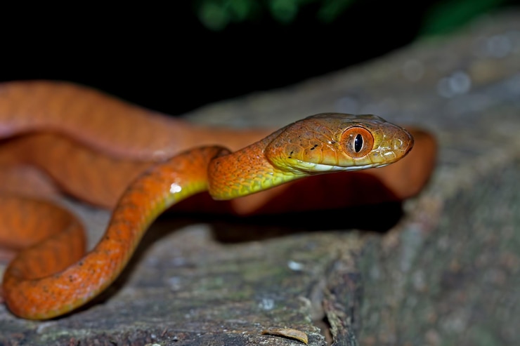 Foto gratuito piccolo serpente boiga rosso su un albero, primo piano su un ramo