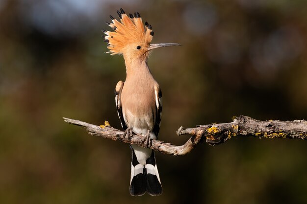 Piccolo uccello beige e arancione con pettine alto seduto su un ramo di un albero