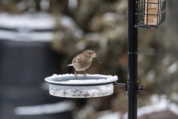 Piccolo uccello carino seduto sulla mangiatoia e mangiare in inverno