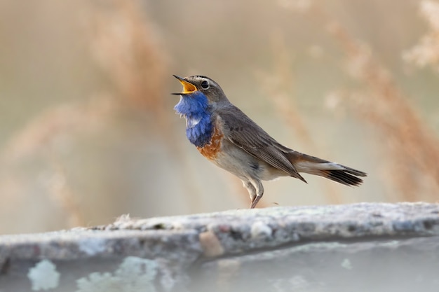 Piccolo uccello grigio e blu scuro che canta e che si siede su un ramo di albero