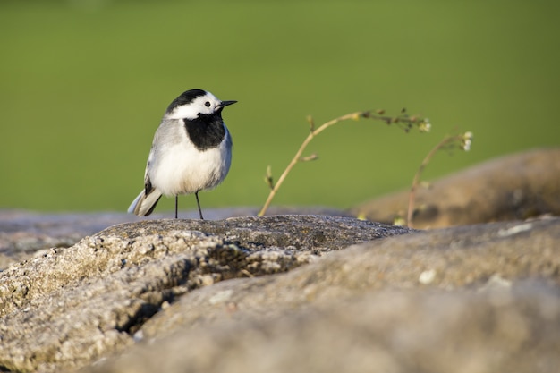 Piccolo uccello in piedi sulla roccia si chiuda