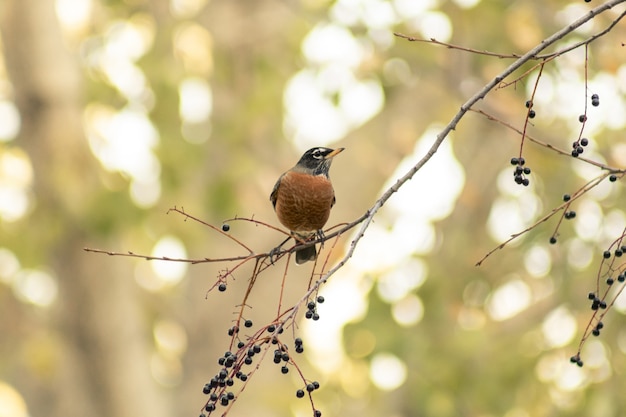 Piccolo uccello su un ramo di albero con uno sfondo sfocato