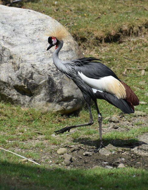 Piede sollevato su una gru coronata dell'Africa orientale vicino a un masso.