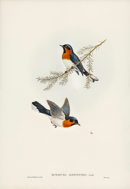 Pigliamosche dal ventre bianco (monarcha albiventris) illustrato da Elizabeth Gould