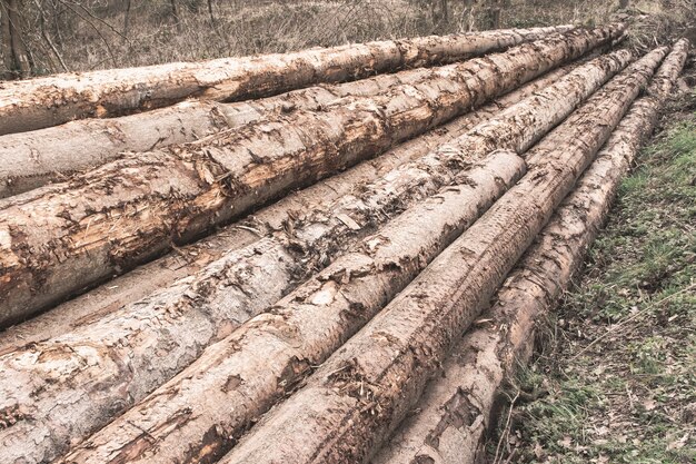 Pila di tronchi di alberi in una foresta - concetto di deforestazione