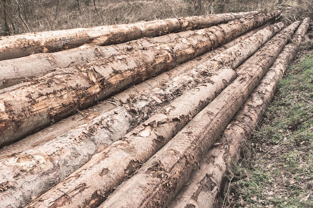 Pila di tronchi di alberi in una foresta - concetto di deforestazione