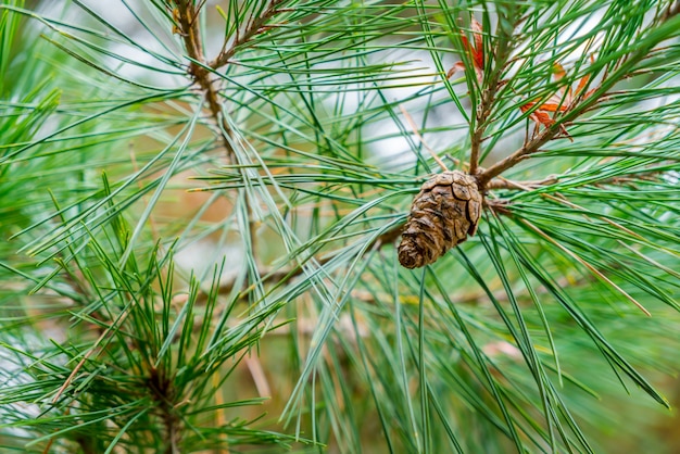 Pine Cone (immagine filtrata elaborata effetto vintage.)