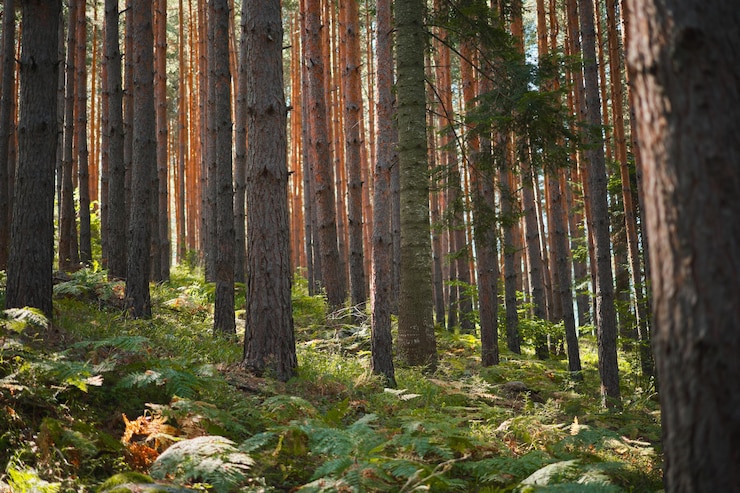 Foto gratuito pineta al sole del mattino, bagni forestali, idea di ripristino della salute per lo sfondo