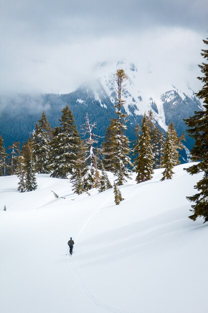 Pineta ricoperta di neve con montagne ricoperte di nebbia e foreste sullo sfondo