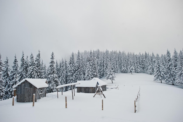 Pini coperti di neve con casa in legno sulla montagna Chomiak Bellissimi paesaggi invernali delle montagne dei Carpazi Ucraina Gelo natura