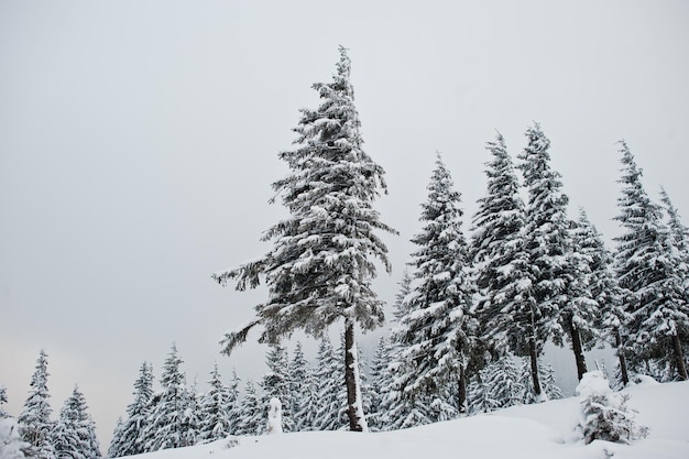 Pini coperti di neve sulla montagna Chomiak Bellissimi paesaggi invernali delle montagne dei Carpazi Ucraina Gelo natura