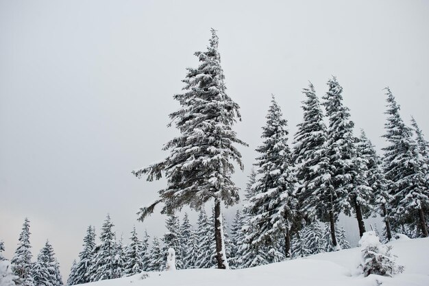Pini coperti di neve sulla montagna Chomiak Bellissimi paesaggi invernali delle montagne dei Carpazi Ucraina Gelo natura
