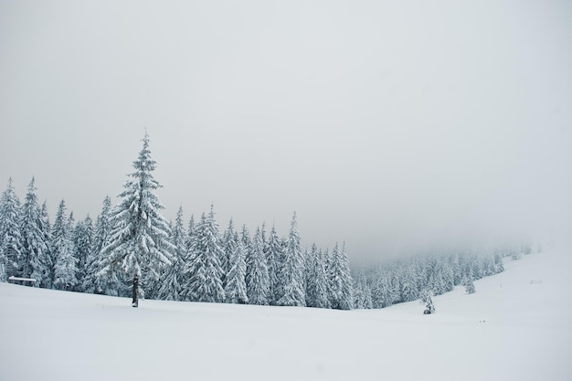 Pini coperti di neve sulla montagna Chomiak Bellissimi paesaggi invernali delle montagne dei Carpazi Ucraina Gelo natura