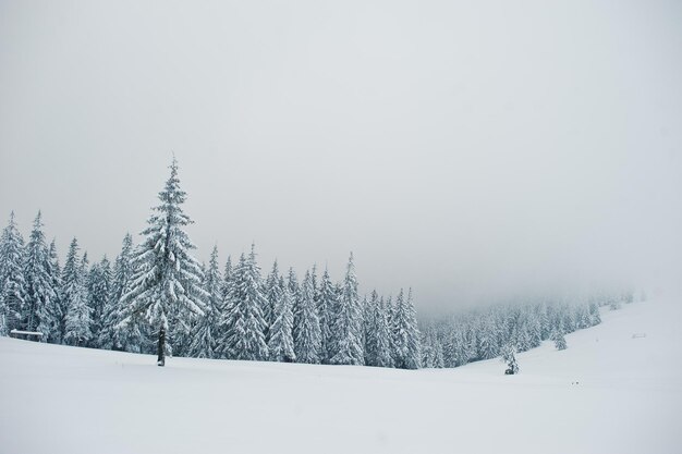 Pini coperti di neve sulla montagna Chomiak Bellissimi paesaggi invernali delle montagne dei Carpazi Ucraina Gelo natura