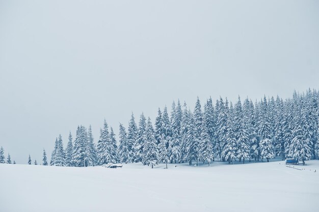 Pini coperti di neve sulla montagna Chomiak Bellissimi paesaggi invernali delle montagne dei Carpazi Ucraina Maestosa natura gelata