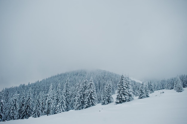 Pini coperti di neve sulla montagna Chomiak Bellissimi paesaggi invernali delle montagne dei Carpazi Ucraina Maestosa natura gelata