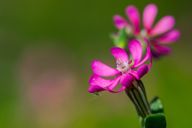 Pink Pirouette, un piccolo fiore rosa, con un piccolo insetto che si ripara sotto un petalo