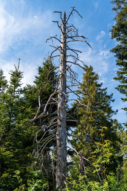 Pino essiccato in una foresta