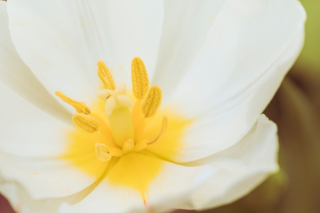 Pistilli di meraviglioso fiore bianco fresco