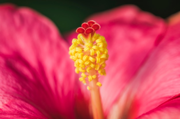 Pistillo di un meraviglioso fiore rosa