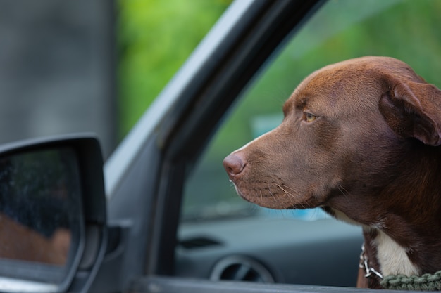 Pit bull terrier cane seduto in macchina e guardando fuori dal finestrino dell'auto