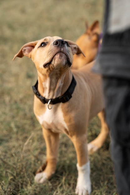 Pitbull che guarda il suo proprietario