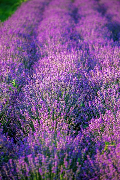 Più cespugli di lavanda con fiori viola che crescono su un campo in Moldova