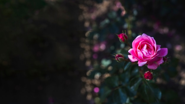 Piuttosto rosa su arbusto