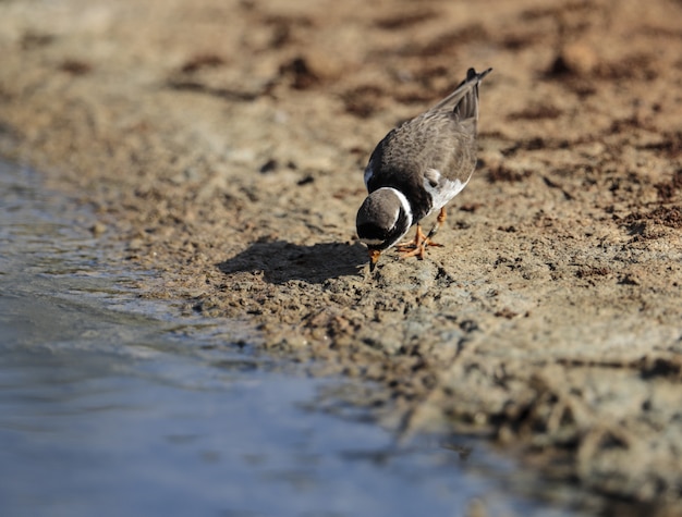 Piviere anellato comune sulle rocce