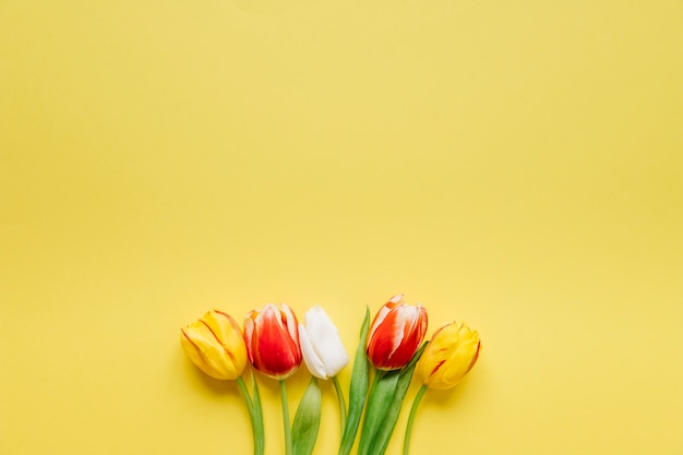 Pochi tulipani freschi su giallo