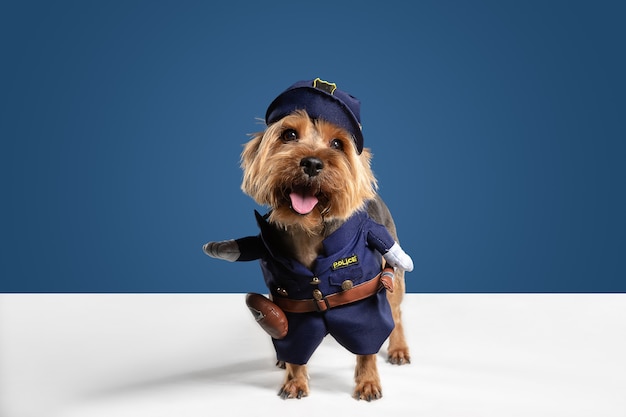 Poliziotto, ispettore. Il cane dell'Yorkshire terrier sta proponendo. Cagnolino o animale domestico nero marrone giocoso sveglio che gioca sul fondo blu dello studio. Concetto di movimento, azione, movimento, amore per gli animali domestici. Sembra felice, divertente.