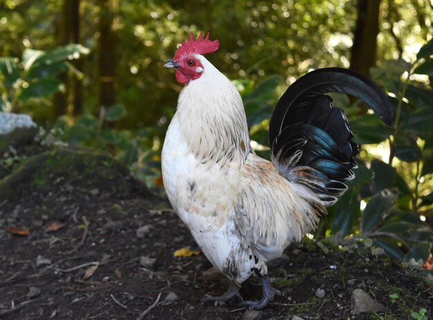 Pollo bianco crestato rosso ruspante con piume grigie