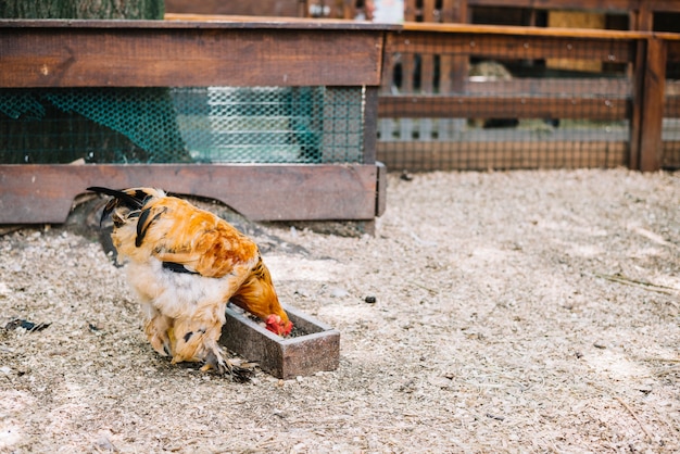 Pollo che mangia i grani nella fattoria