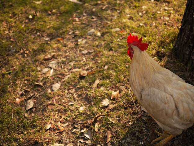 Pollo con luce morbida da dietro