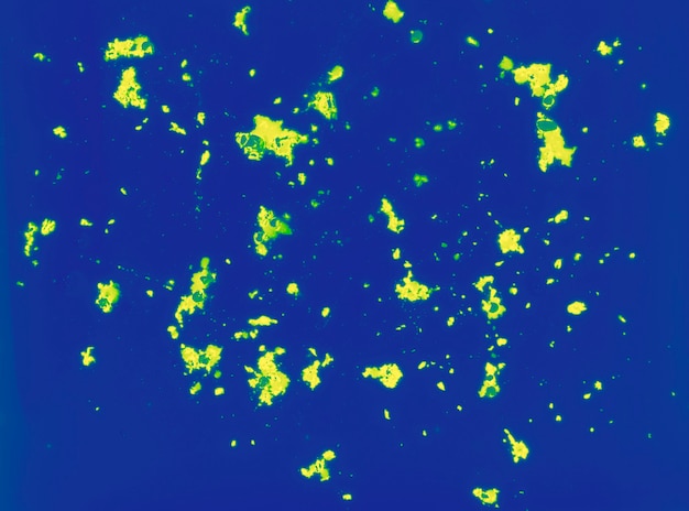 Polvere gialla di colore di holi sui precedenti blu